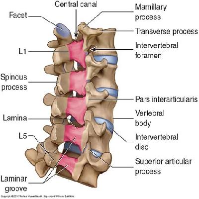 Vertebral Column With Pelvis