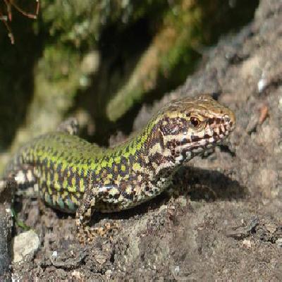 Wall Lizard Model