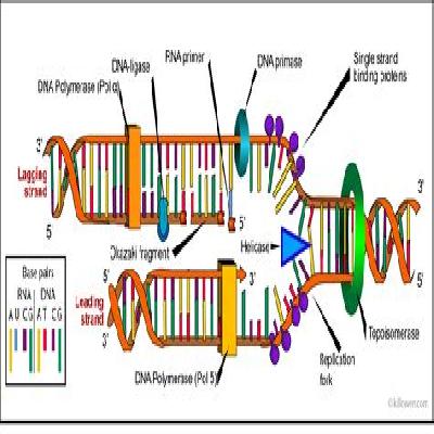 Replication