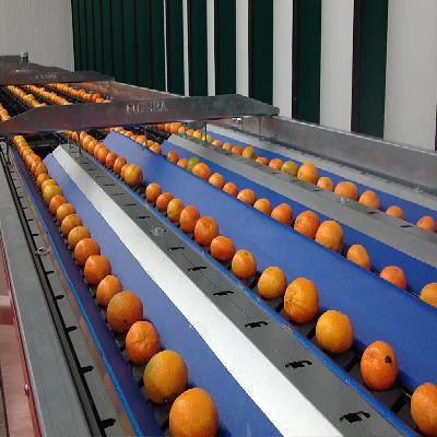 Fruit Apple Grading Machine