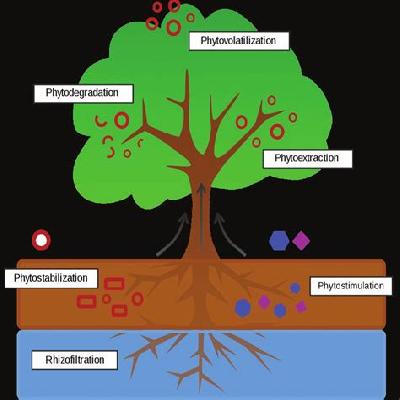 Bioremediation Plant