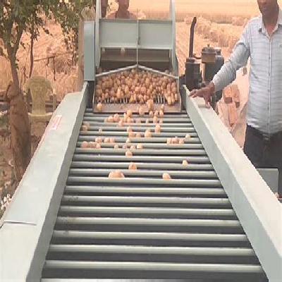 Potato Grading System