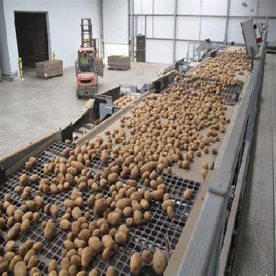 Potato Sorting System