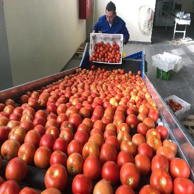 Tomato Grading System