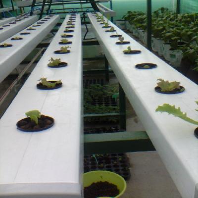 Agricultural Turnkey Projects