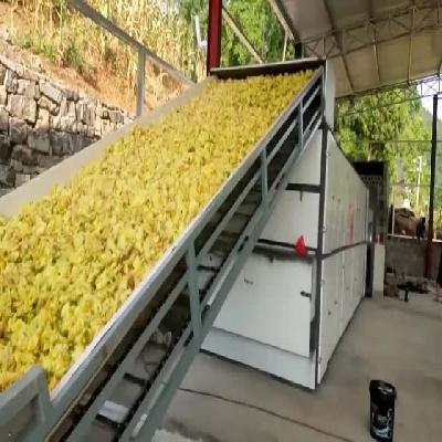 Chillies Seed Dryer