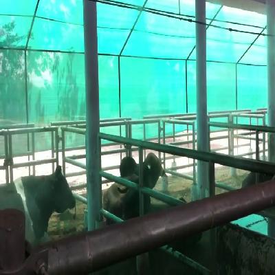 Cattle Shed Mist Cooling System