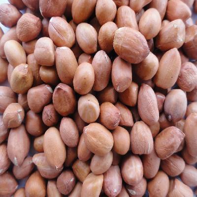 Groundnut Seeds