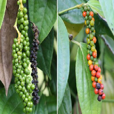 Spice Plant