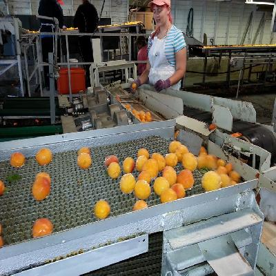 Fruit And Vegetable Processing Plant