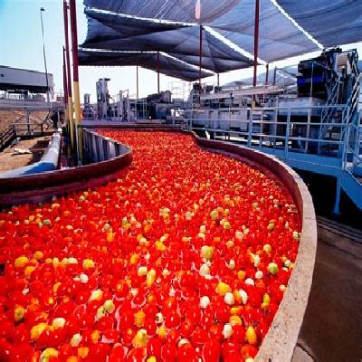 Tomato Processing Plant