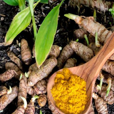 Turmeric Powder Plant