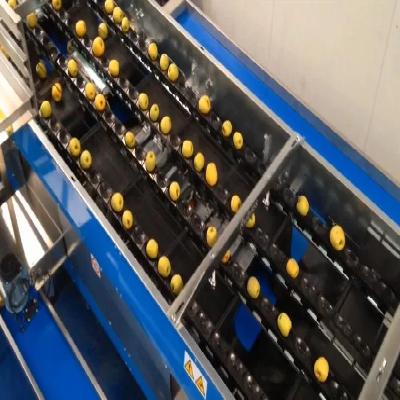 Automatic Apple Grading Machine