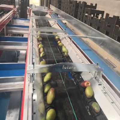 Mango Grading Machine