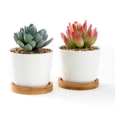 SUCCULENTS IN CERAMIC POTS