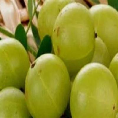 Amla,