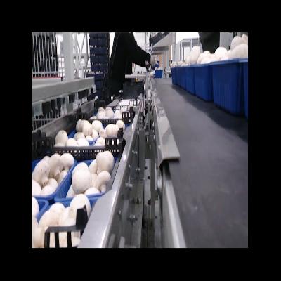 Mashroom  Processing  Line
