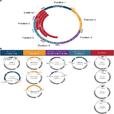 Bacterial Expression Vectors