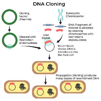 Cloning and DNA Markers
