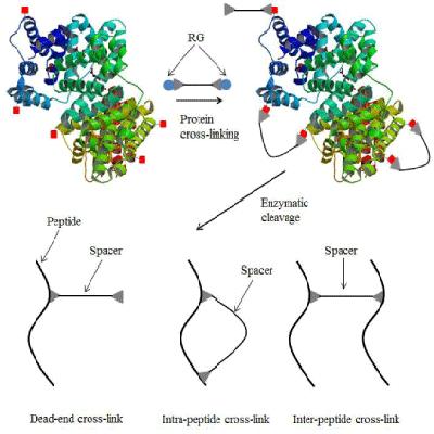 Cross Linking And Protein Modifications
