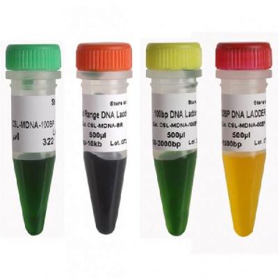 DNA Markers And Ladders