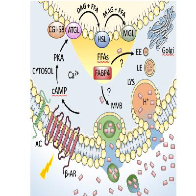 Fatty Acid Binding Protein (FABP) Antigen
