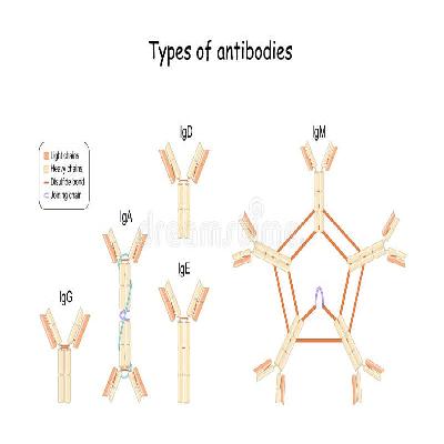 Human Immunoglobulin m (Igm) Scavenger Antibody