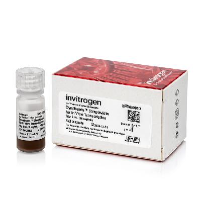 In Vitro Transcription