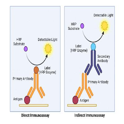 Primary Antibodies