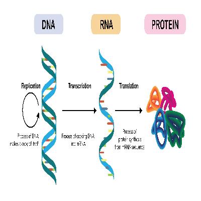Protein Expression Systems