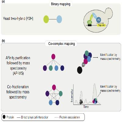 Protein Interaction