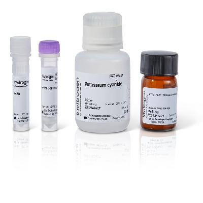 Protein Quantitation Kit
