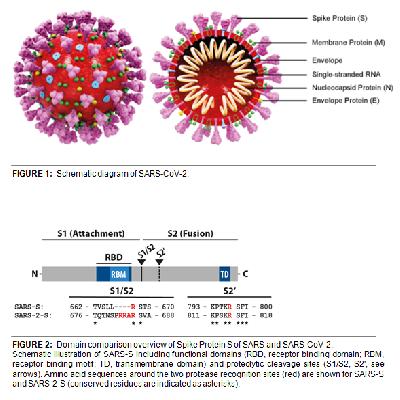 Research Solutions for 2019 Corona Virus SARS CoV 2 COVID 19