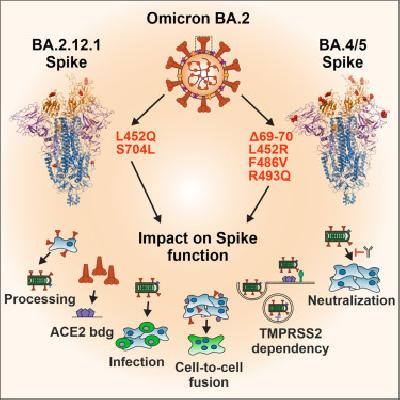 SARS-CoV-2 Variant ValuPanel (del H69-V70) 1000 Reactions