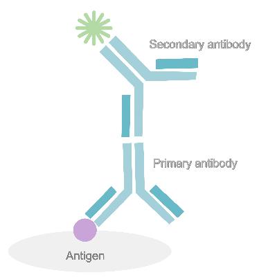 Secondary Antibodies