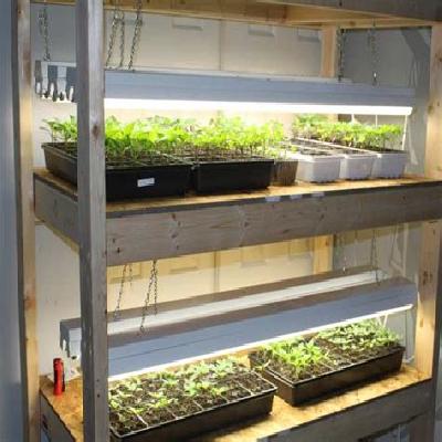 Seed Germinator