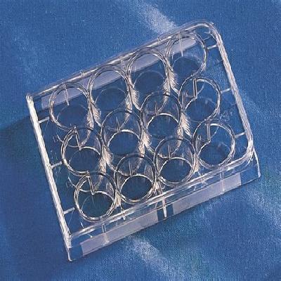 12 Well Cell Culture Plates