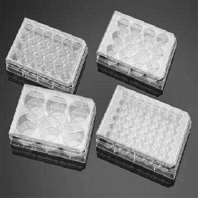 6 Well Cell Culture Plates