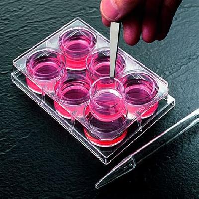 Inserts Cell Culture