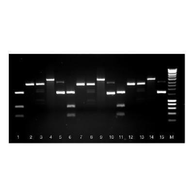 ISOLATE II RNA Mini Kit BIOLINE