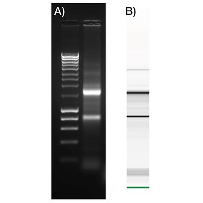 ISOLATE II RNA Plant Kit BIOLINE
