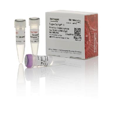 Tetro Reverse Transcriptase BIO-65050