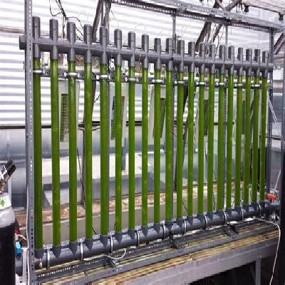 Algae Photobioreactor