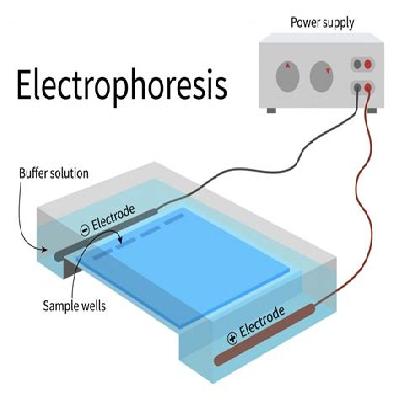 Paper Electrophoresis System