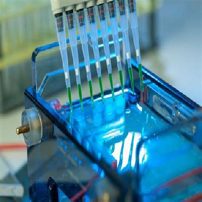 Gel Electrophoresis
