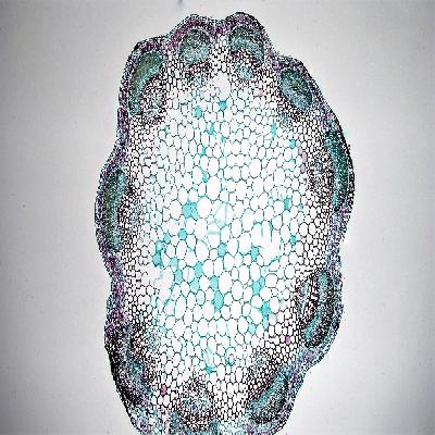 Dicot Stem Herbaceous