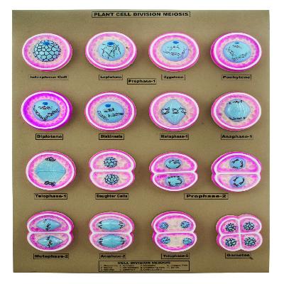 Plant Meiosis Cell Division