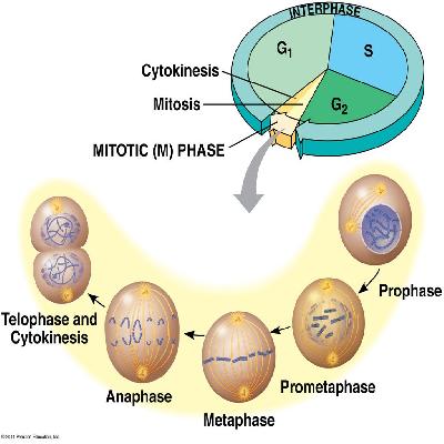 Plant Mitosis Cell Division