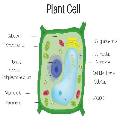 Typical Plant Cell