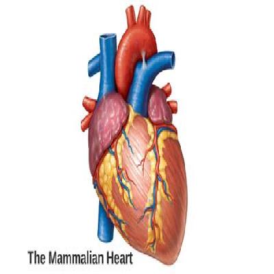 Mammalian Heart Perfusion Assembly